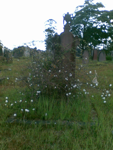 rookwood cemetery